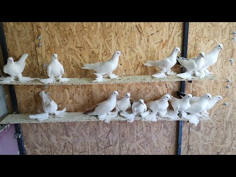 Slaughter Pigeons. Visiting Vakho. Part 1. Georgia, Tbilisi