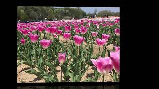Download lagu Edward Elgar　『 愛の挨拶 』　－春色コンサート－ mp3