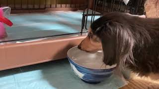 【ミニチュアダックスフント】なんとなく撮ってみた。