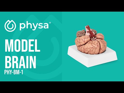 video - Model de creier - 9 segmente - de dimensiuni reale