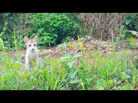 cute cat videos to make you happy........#trending #youtube #cat  #cats 