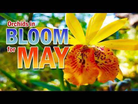 Orchids in bloom for May 2021