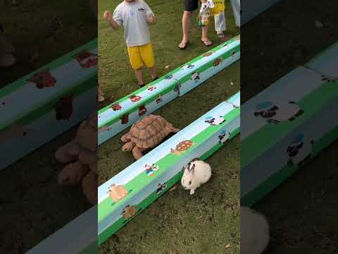 Rabbit vs Turtle Race / Hare and  Tortoise #rabbit #funny #turtle #rabbit#tortise# #funnymoment