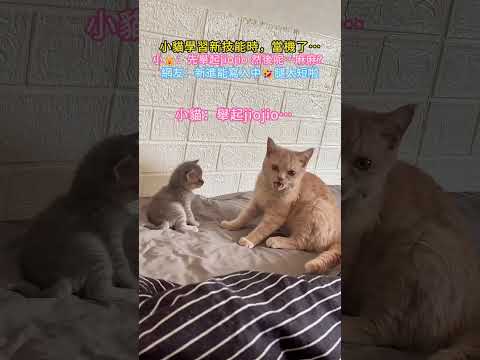 小貓學習新技能時，當機了…小🐱：先舉起jiojio 然後呢…麻麻❓網友：新進能寫入中🤣 #cat #cute #funny #shorts #funnyshorts