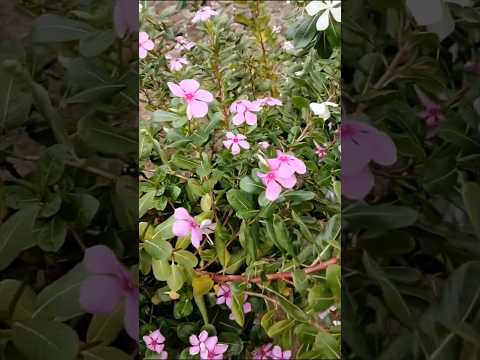 Health Benefits of Vinca Sadabahar, Periwinkle plant, सदाबहार #youtube #plantslover #gardening