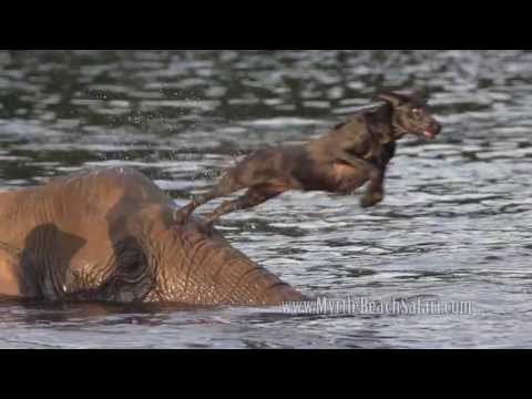 חברות מדהימה בין פילה לכלבה - מקסים!