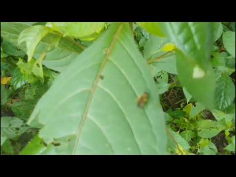 Trilha detro da mata em Aratuba-Ce