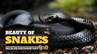 Beauty of Snakes - Full documentary in Hindi ( हिन्दी डॉक्यूमेंट्री ) 4k video