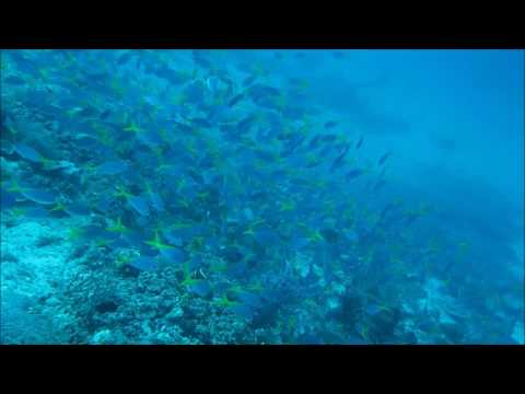 Swarm Fishes