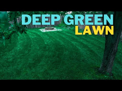 🟢 Make your ugly lawn DARK GREEN in 3 days