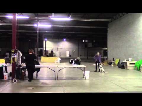 Izzy vs Tanya/Dog in Crate