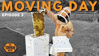 Moving a Hive into a Primal Bee Deep Hive: Episode 3