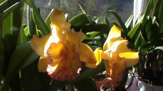 preview picture of video 'Cattleya - Blc. Shinfong Luoyang 'Tian Mu''