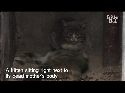 Kitten Never Leaves Her Mother's Dead Body | Kritter Klub