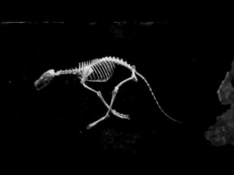 Agares - TOM BAND - Unbelievable - official lyrics videoclip