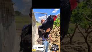 Download lagu VIRAL AYAM TERBESAR DI DUNIA #viral #ayam #Ayamkampung mp3 Download lagu VIRAL AYAM TERBESAR DI DUNIA #viral #ayam #Ayamkampung mp3