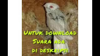 Download lagu suara inap super MP3 link download ada di deskripsi mp3