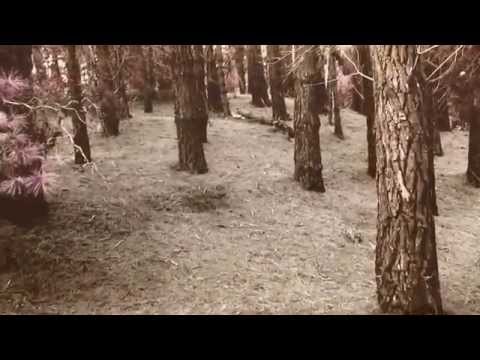 PJ Harvey feat. Thom Yorke - This Mess We're In