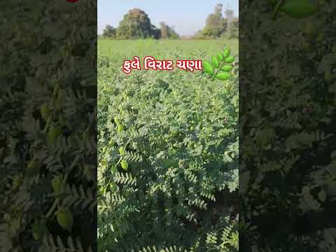 #youtubeshorts #trending #viralvideo #vlog #chintan