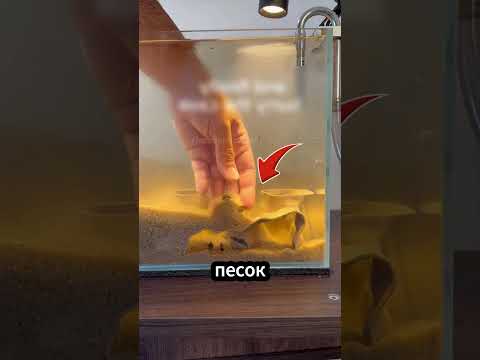 🐟 Он сделал для рыбки пещеру на 3D принтере! #аквариум #рыбка #3dпечать