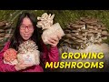 GROWING EDIBLE MUSHROOMS At Home Episode 1