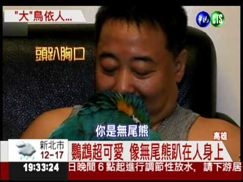 金剛鸚鵡超可愛 像貓狗一樣撒嬌