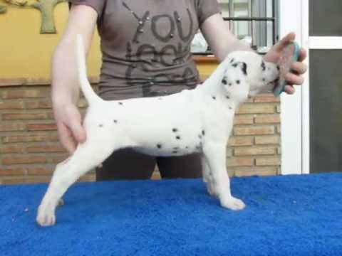 Camada B Dálmatas JUMALPA - Jumalpa Dal Badra