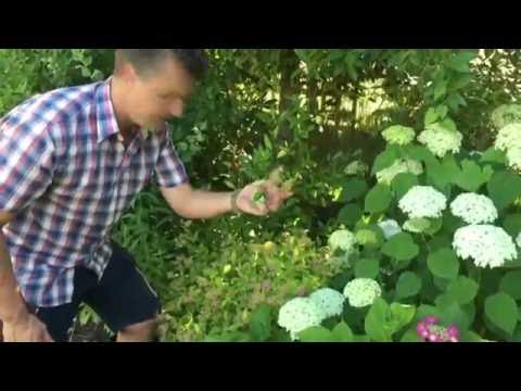 Antony's Gardening Tips - Spiraea