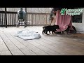 Rottweiler dogs for sale: Zara - Video 1