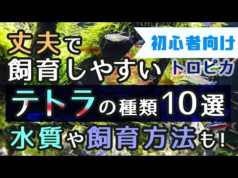 テトラ (魚)について詳しく解説