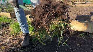 Say Goodbye to Couch Grass for Good: Tips and Tricks for Successful Removal from Your Allotment