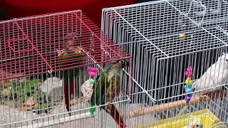 Pet birds get sun tan in Singapoe