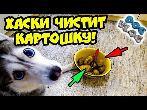 DOGVLOG: ХАСКИ ЧИСТИТ КАРТОШКУ! Говорящая собака