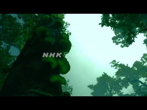 NHK VIDEO BANK - Time lapse: the various colors of Mt. Ishizuchi