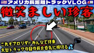 【珍客】これぞフロリダ!大型トラックの目の前を呑気に横切る!微笑ましくみんなで停車!オーランドローカル仕事!フロリダ・ジョージア!2026年7月18日 | 🇺🇸アメリカ長距離トラックVLOG🚚