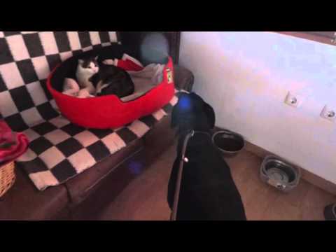 Jan 16 Ana Sofia + cats