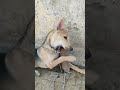 Shorts Dog Style New Whatsapp Status By Smartanjali