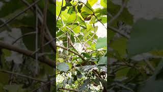 Download lagu Cara Paling Ampuh Pikat Sirtu/Cipoh Yang Susah Turun#shorts mp3