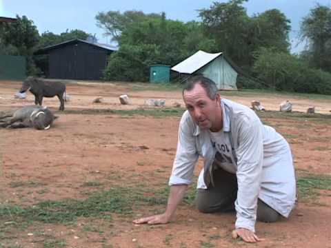 Wart Hog vs Human. Who will come out the most dominant in this one on one encounter?