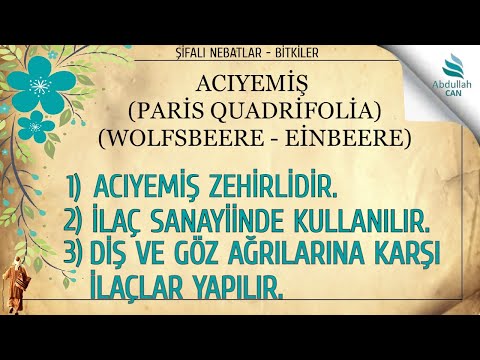 4. NUTS (PARIS QUADRIFOLIA) (WOLFSBEERE - EİNBEERE) - Medicinal Plants (Plants) Ali Gürbüz