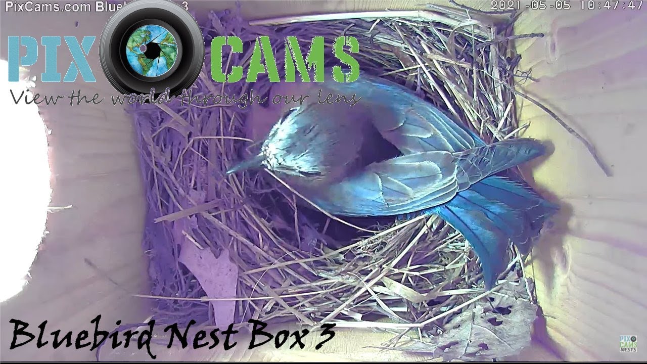 Live webcam view of Bluebird Box 3 Interior Cam