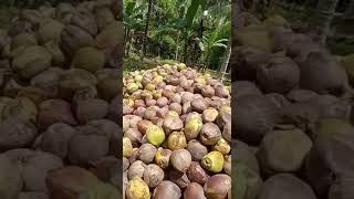 Download lagu petani kelapa #kopra #indonesia mp3