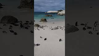 African Penguins #capetown #penguin