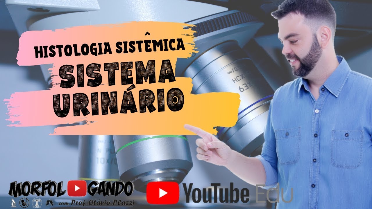 Histologia do Sistema Urinário - Prof  Otávio Plazzi