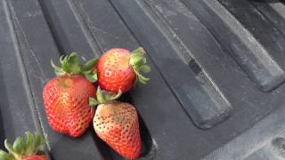 preview picture of video 'Live from the Fields: Strawberries. Watsonville, CA'
