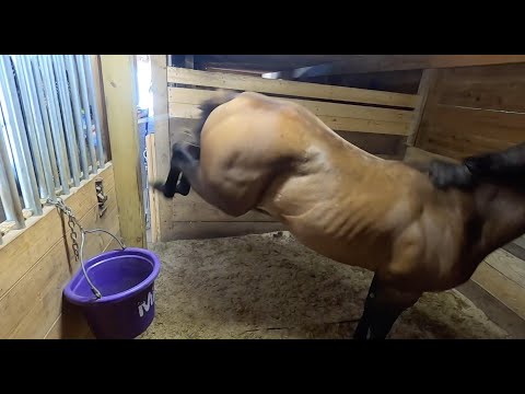 Problem Horse | Food Aggression