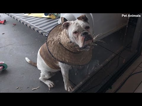 NOT THE SMARTEST DOGS doing DUMB THINGS - LAUGH 😂at FUNNY DOGS compilation🤣😺| 💗Pets Animals