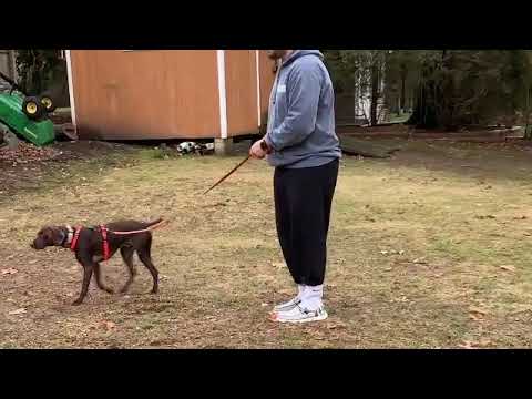 Diamond Dog Training LLC video.