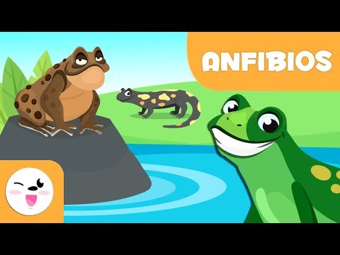 Los anfibios para niños - Animales vertebrados - Ciencias naturales para niños