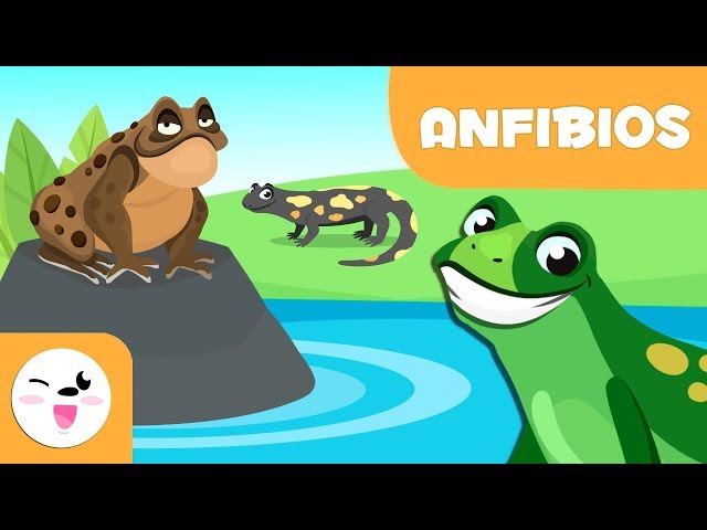Vídeo relacionado con Libro para niños sobre anfibios de América del Norte: Gran libro infantil sobre anfibios, ranas, sapos y salamandras del norte